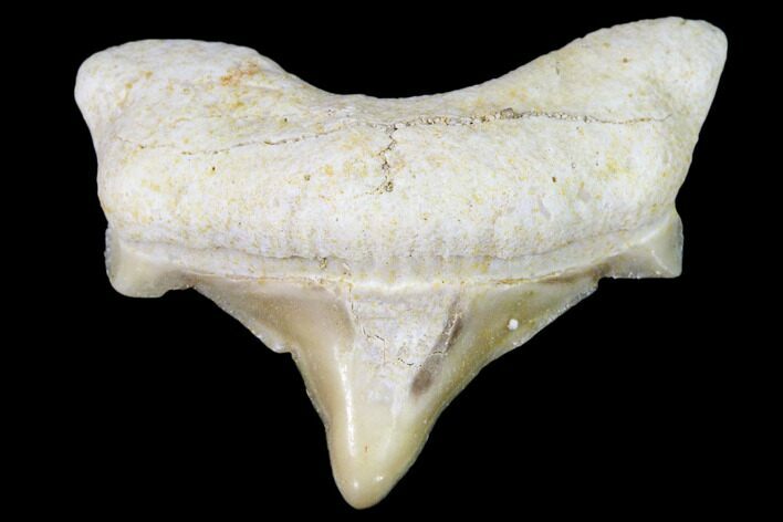 Pathological Shark (Otodus) Tooth - Morocco #108255